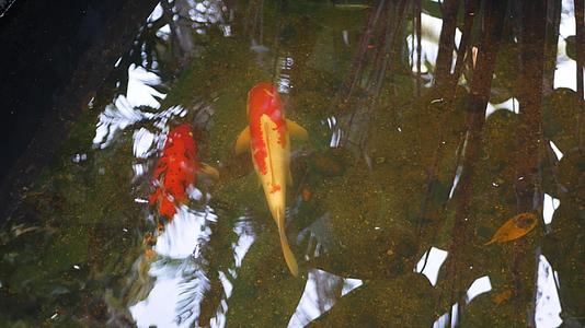 在传统的花园池塘里自然背景水族馆关闭了五颜六色的日本锦鲤视频的预览图