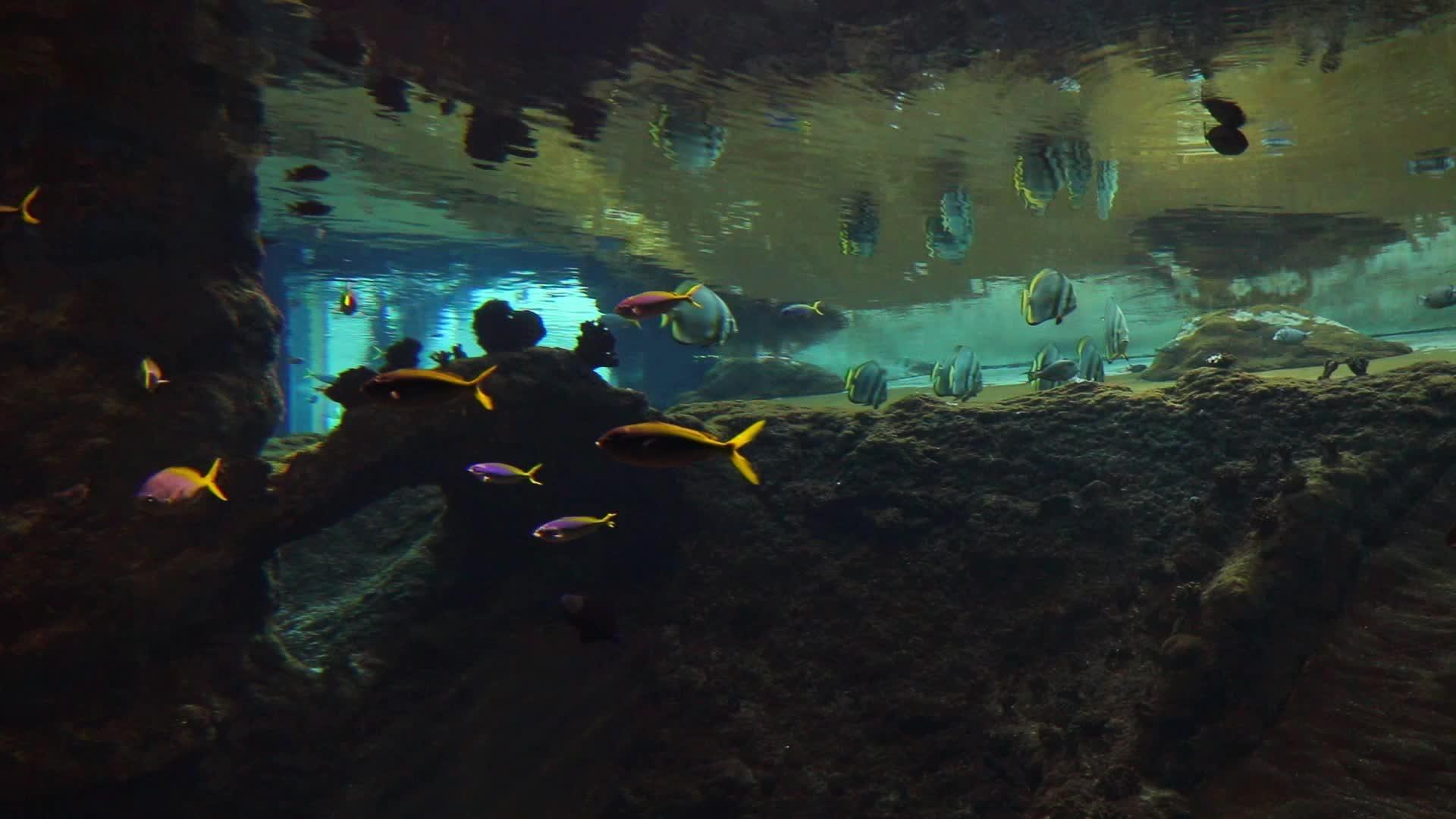 不同的鱼在大型水族馆游泳视频的预览图