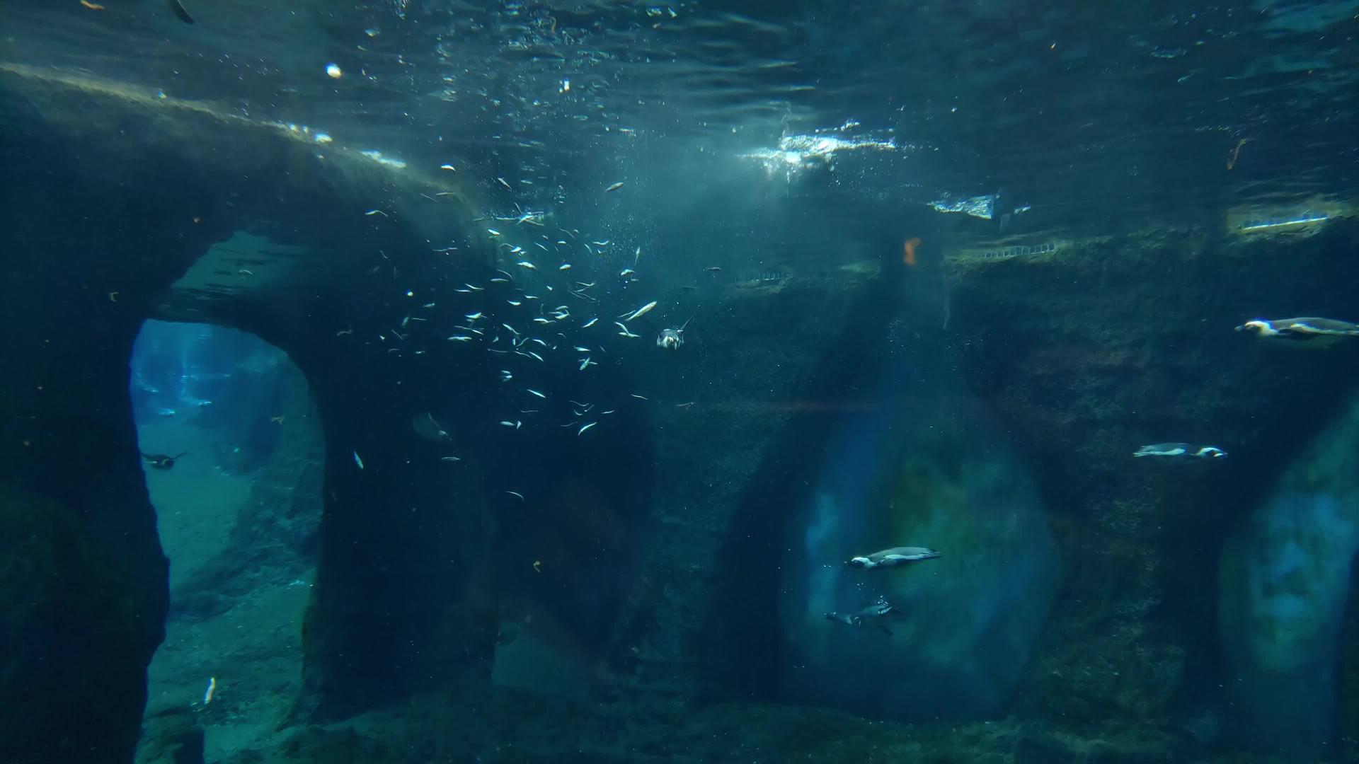 企鹅在水族馆里游得很快视频的预览图