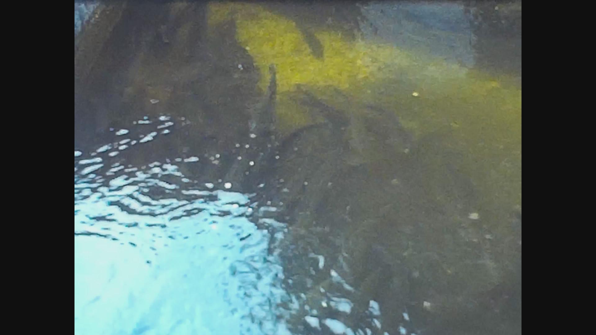1966年弗朗法郎3号湖水下鱼类视频的预览图