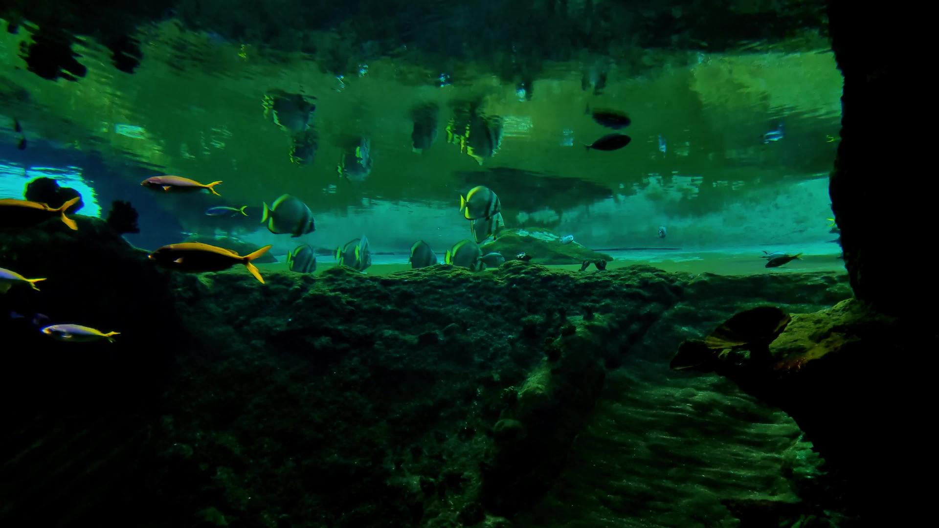 不同大小的鱼在水族馆里游泳视频的预览图
