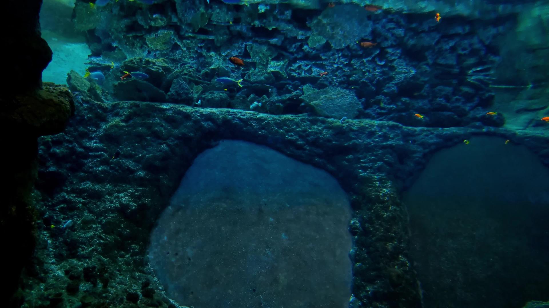 不同大小的鱼在水族馆里游泳视频的预览图