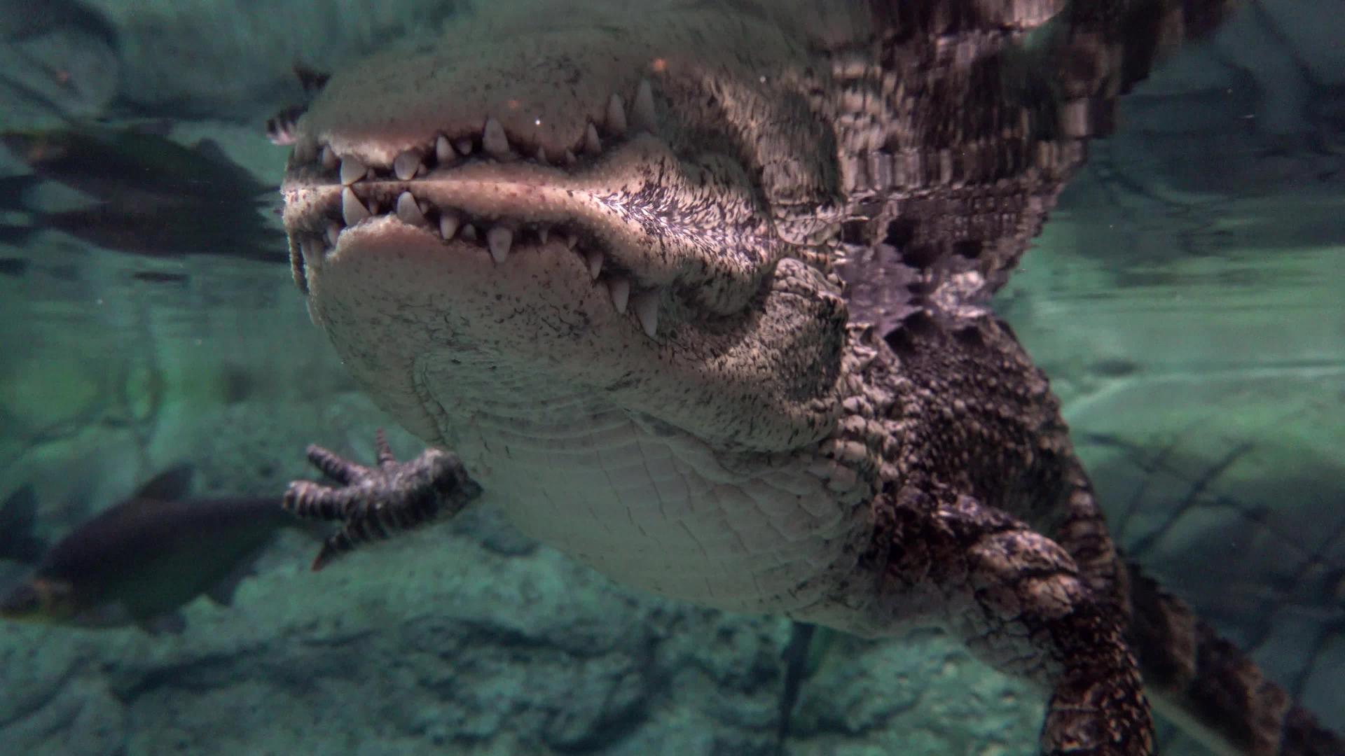 鳄鱼在水下游泳时关闭视频的预览图
