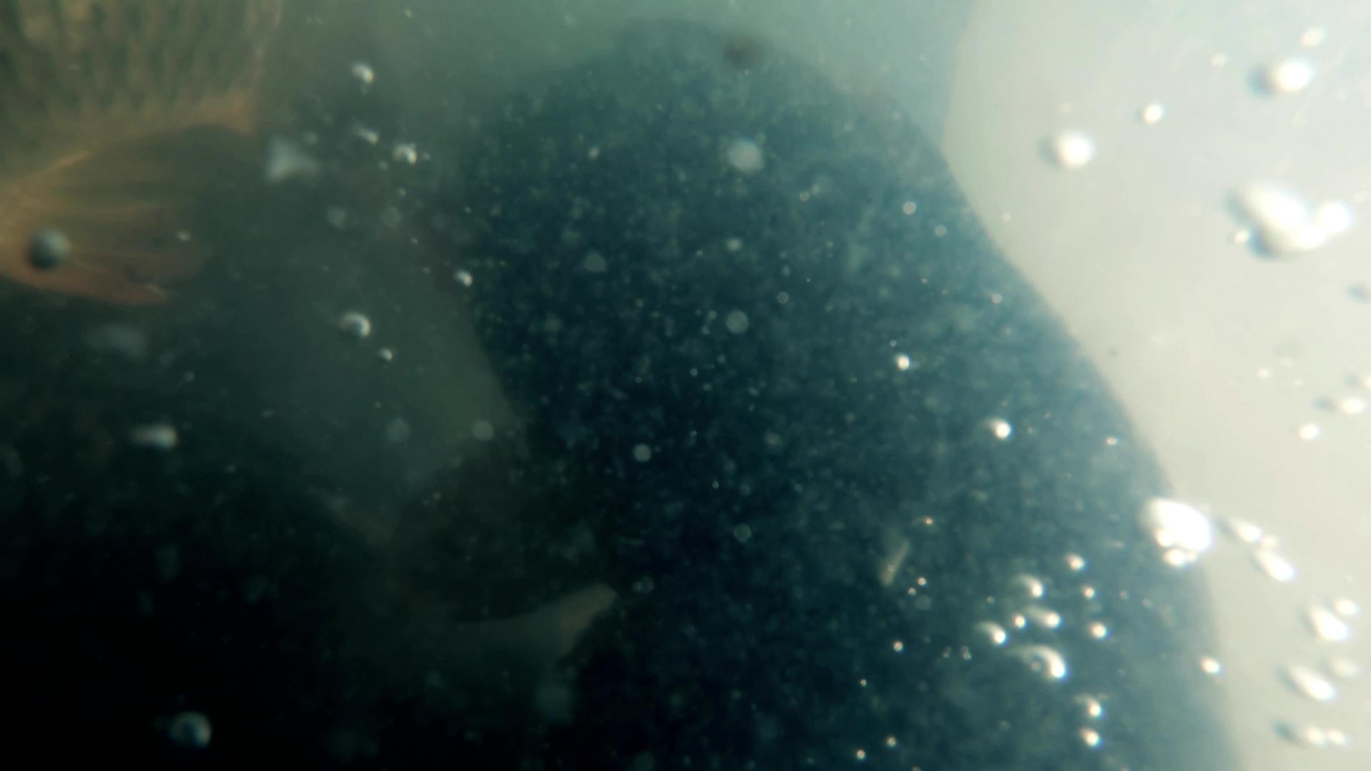 大群鱼游过肮脏的水下和水底视频的预览图