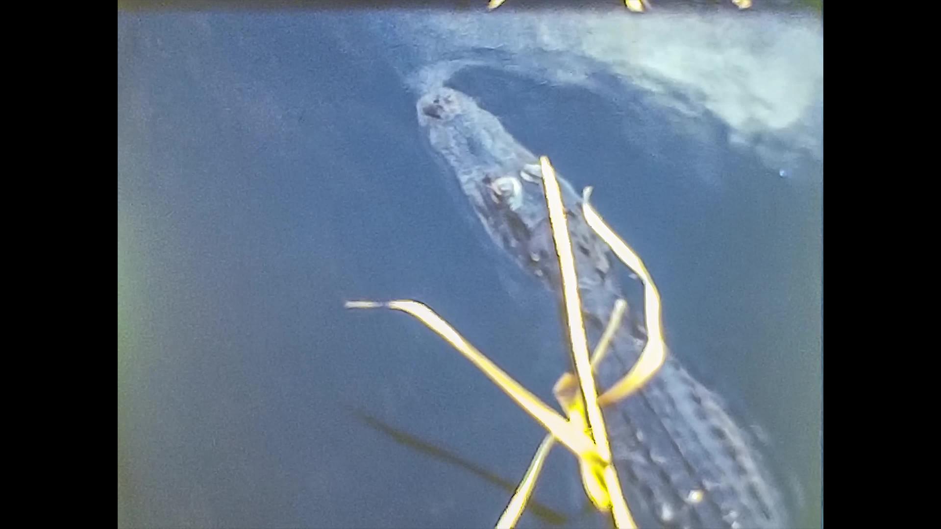 1980年迈阿密水中鳄鱼视频的预览图