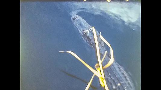 1980年迈阿密水中鳄鱼视频的预览图