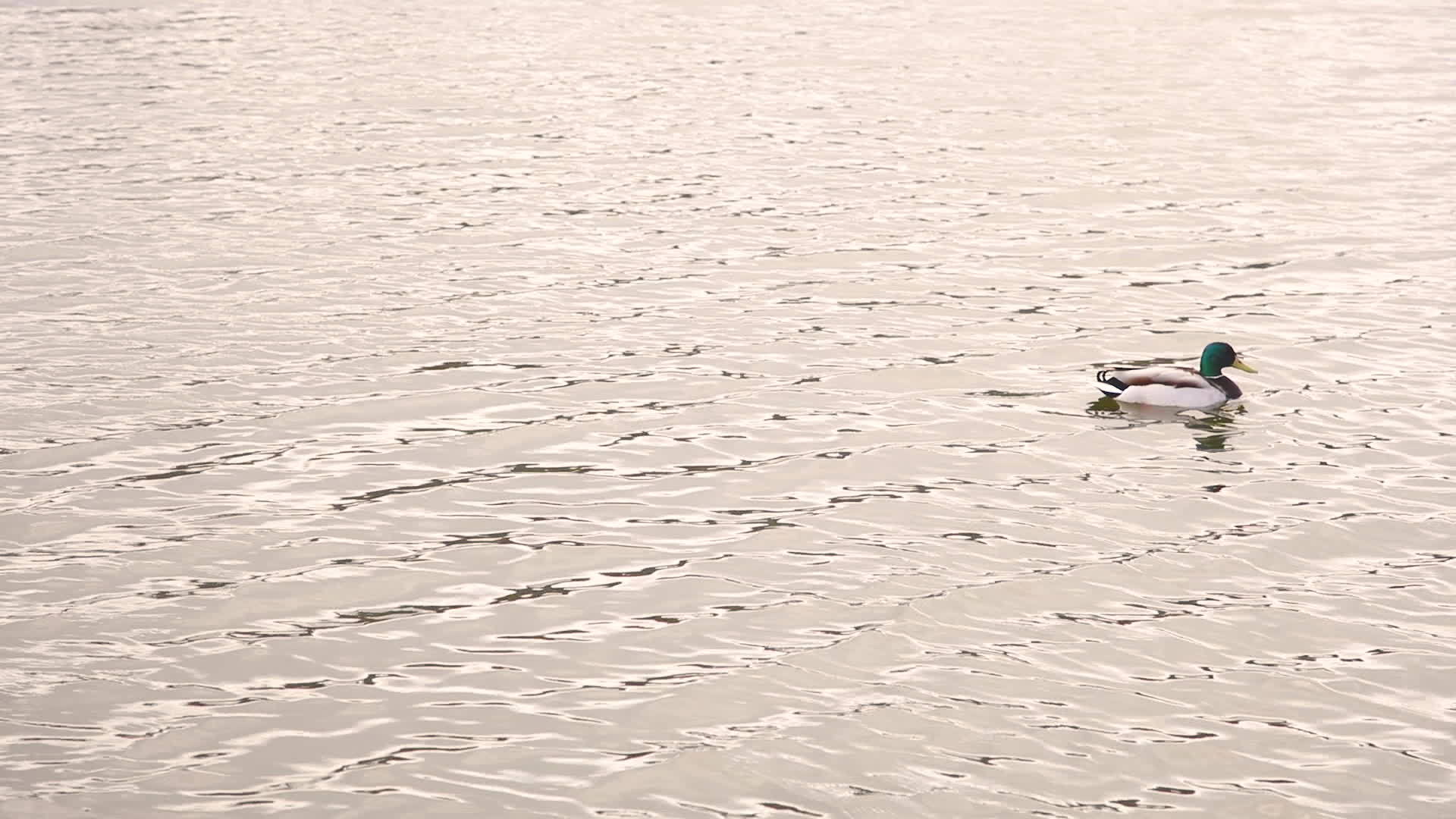 一只鸭子在水里游泳视频的预览图
