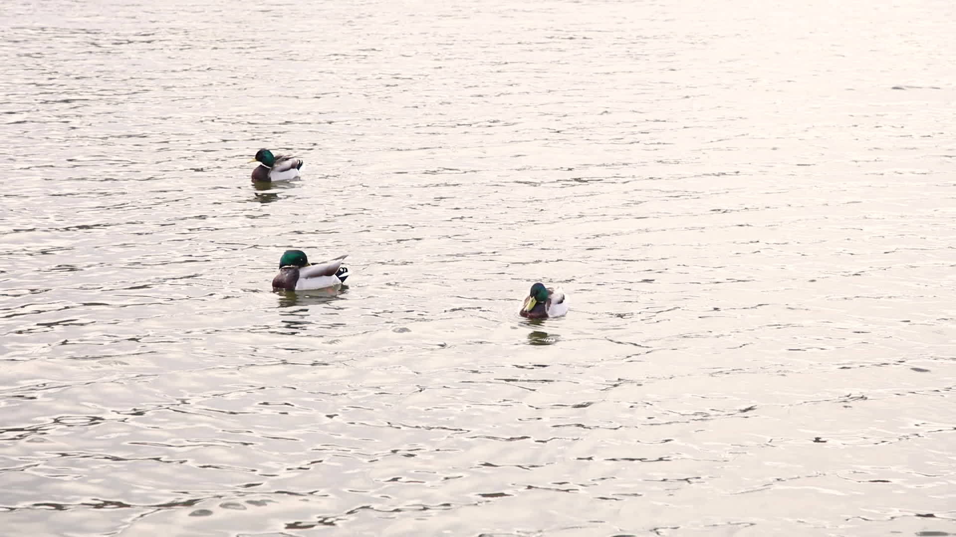 鸭子漂浮在水中视频的预览图
