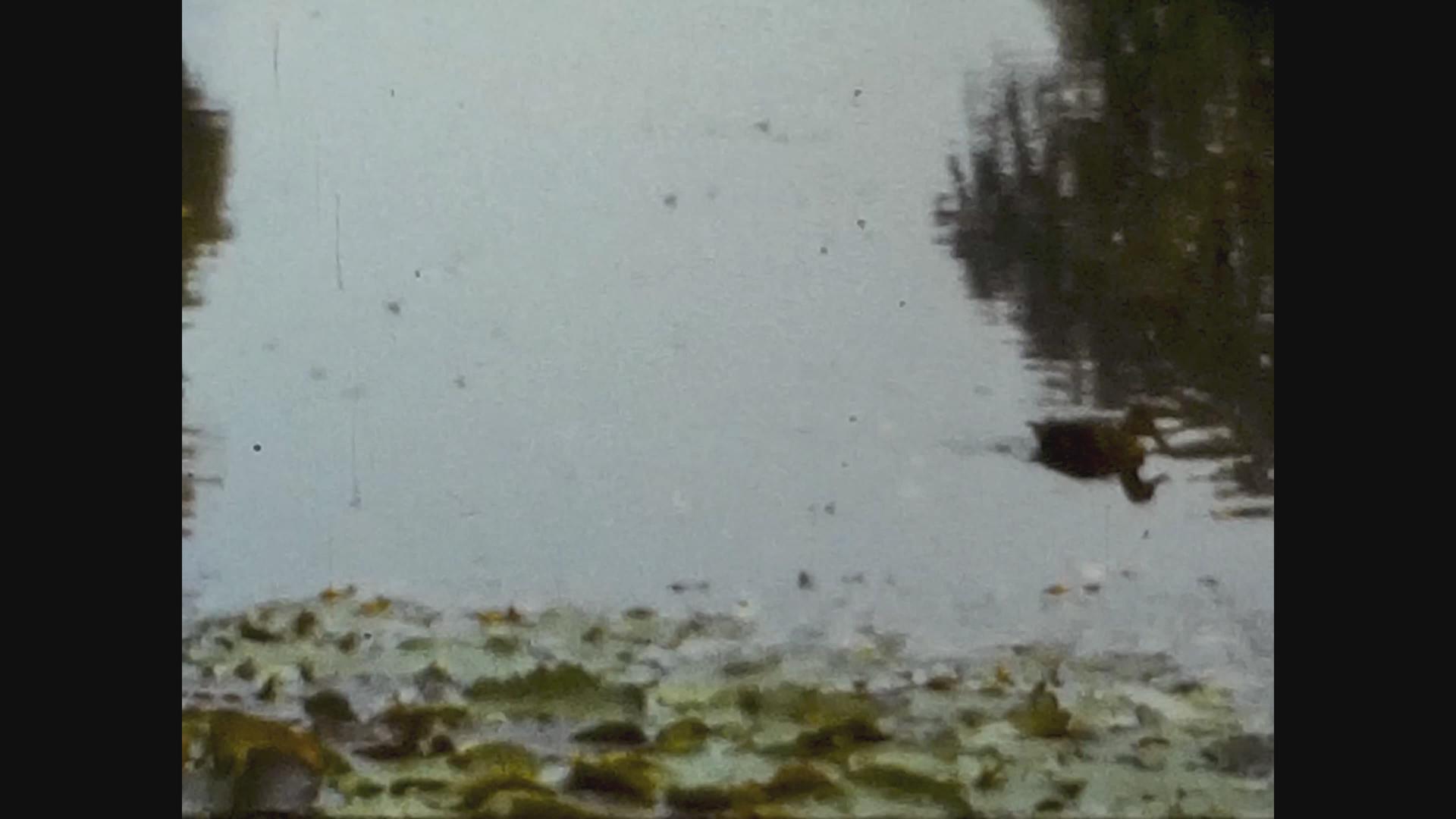 池塘里鸭子的联合王国视频的预览图