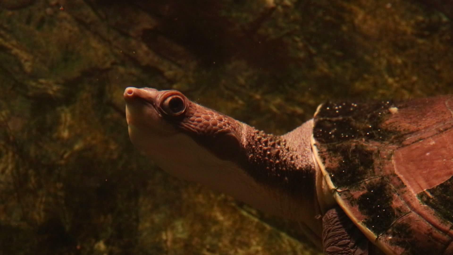 水缝里有漂亮的大鼻子乌龟视频的预览图