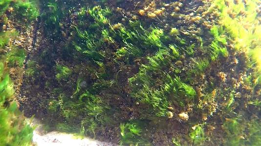 黄海世界水下有藻类和冰块视频的预览图