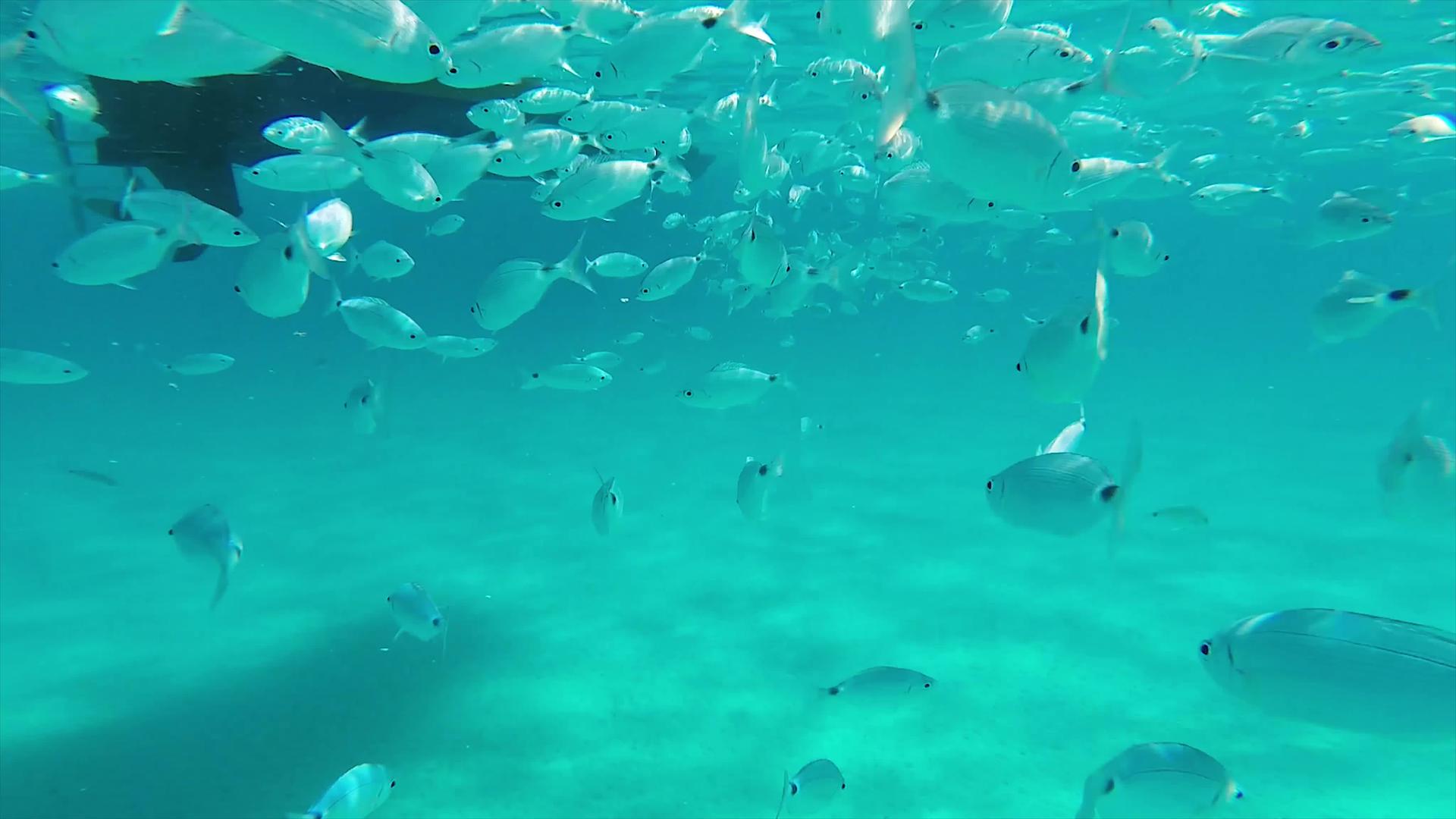 在沙地尼亚的透明海水中游泳视频的预览图