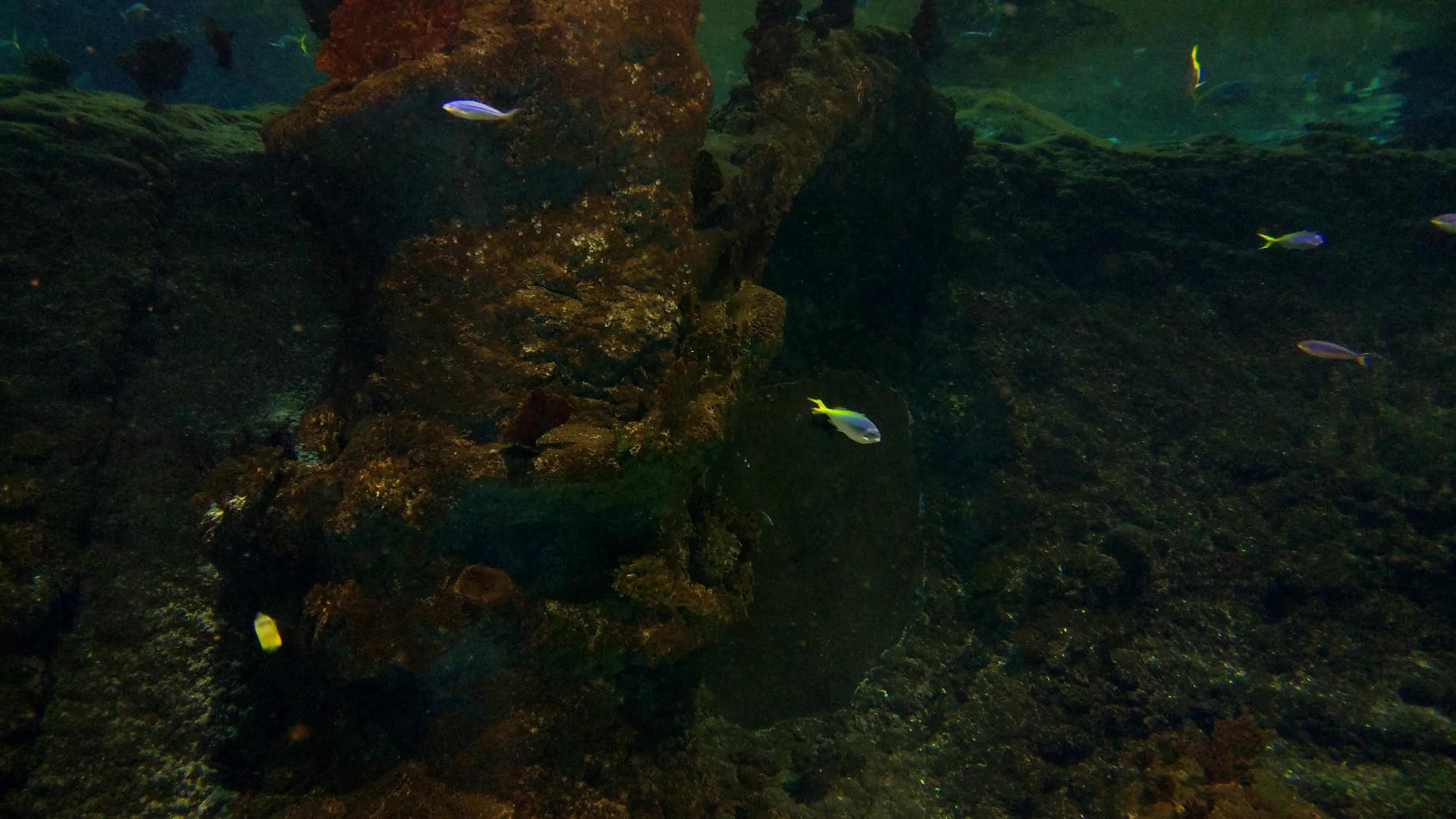 各种小鱼在水族馆里游泳视频的预览图