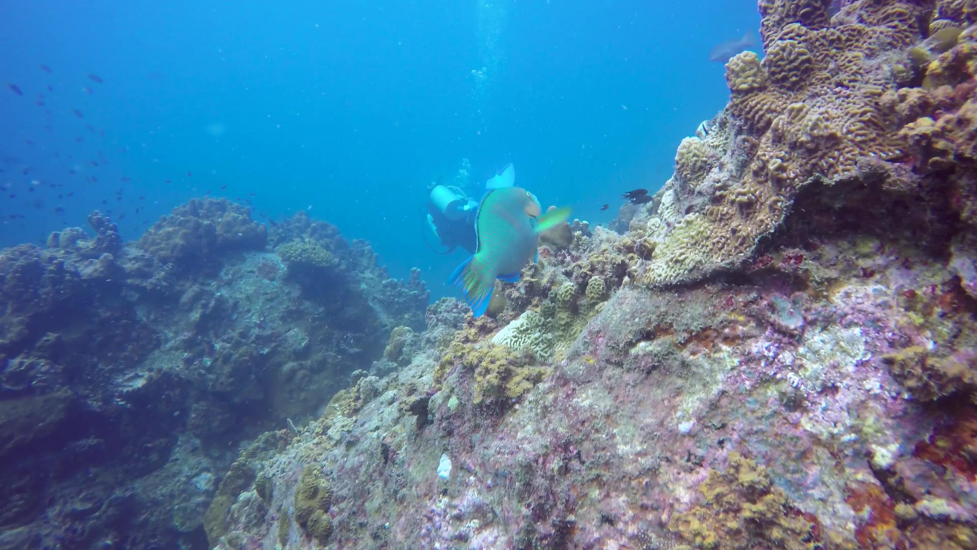 海洋水肺潜水在水下五颜六色的热带珊瑚礁海洋深处视频的预览图