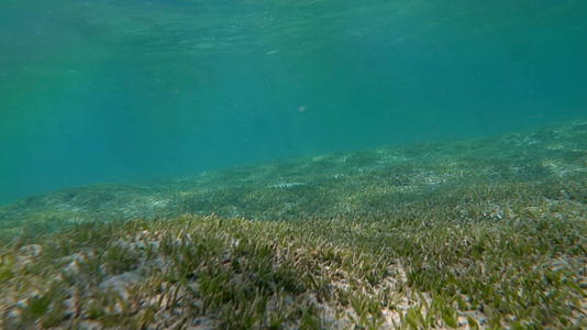 海底有水草视频的预览图