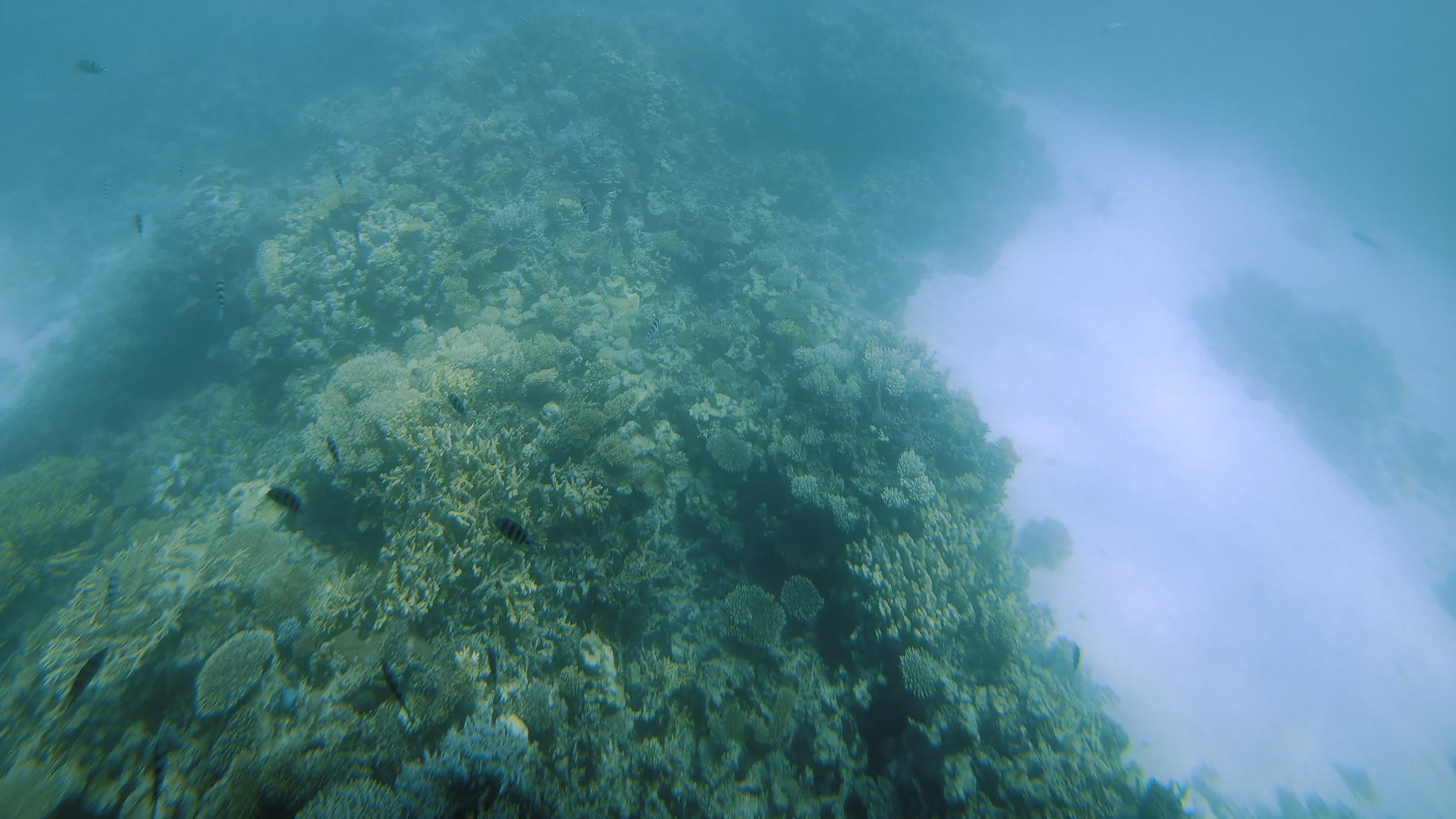 在水下形成的珊瑚礁周围有小热带鱼视频的预览图
