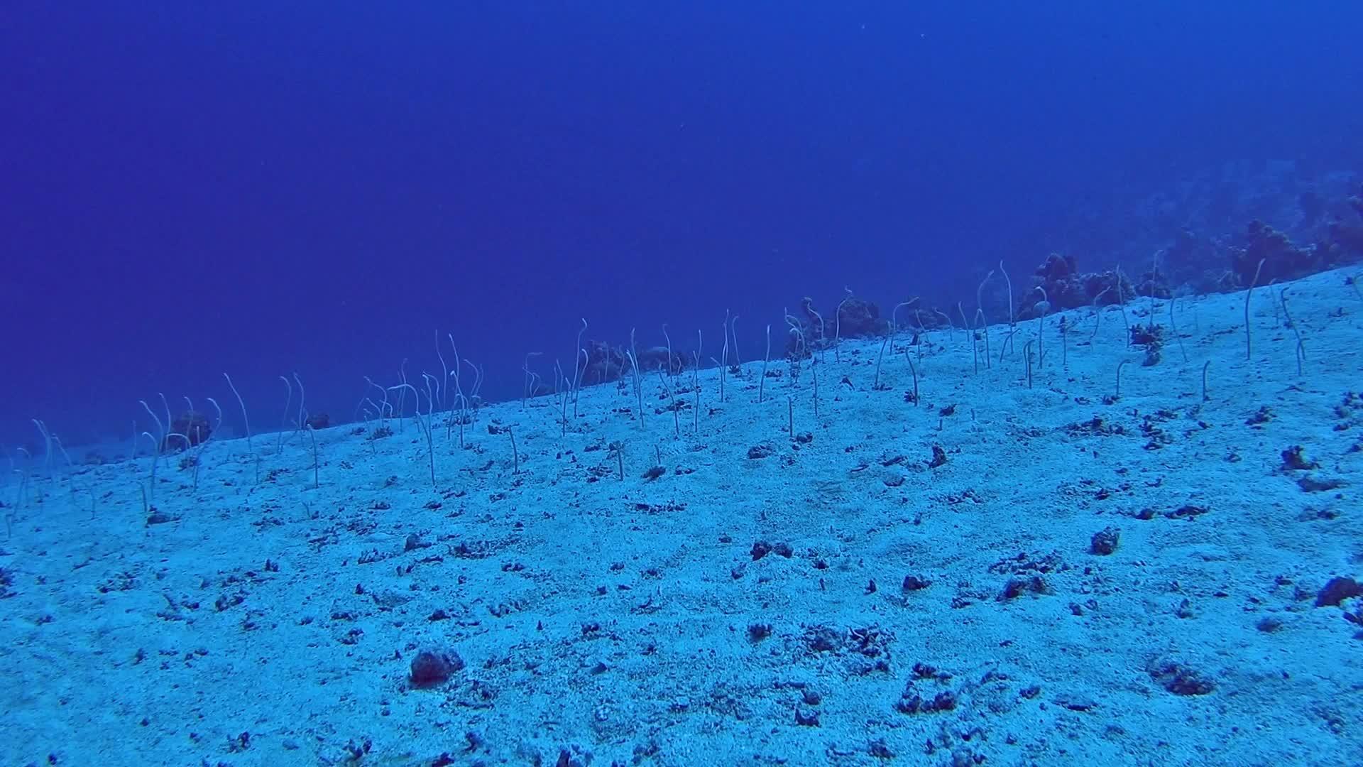 热带沙质海床红海花环视频的预览图
