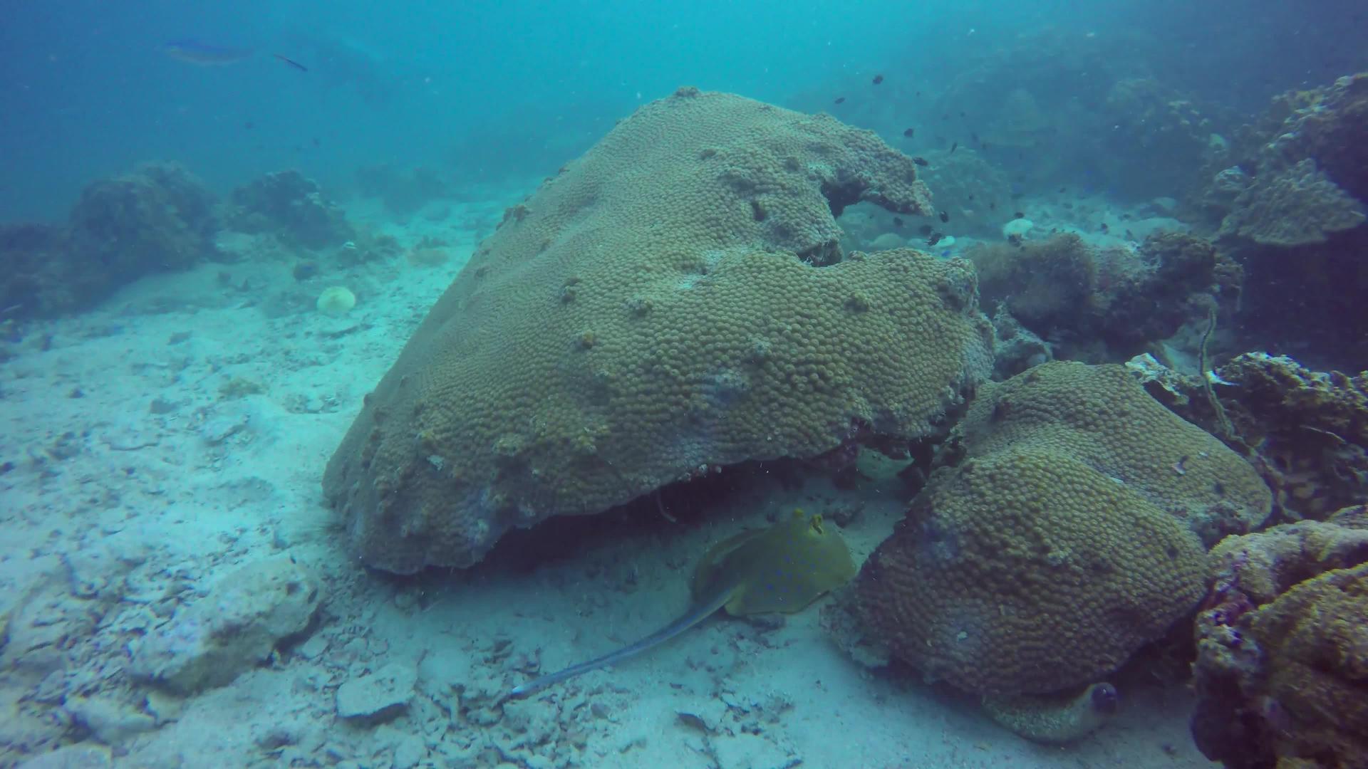 海洋水肺潜水在水下五颜六色的热带珊瑚礁海洋深处视频的预览图