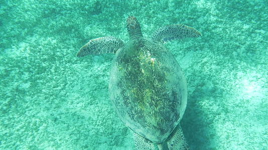 海龟在水下游泳视频的预览图