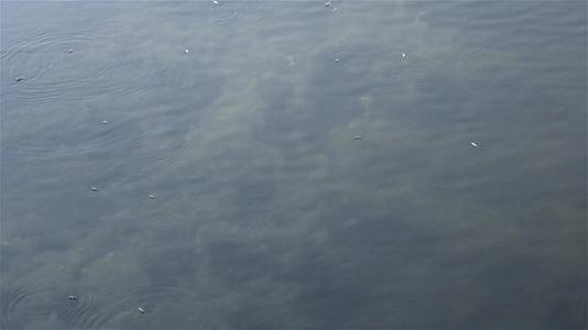 深蓝色海底背景抽象图案纹理和色彩水生生物海洋生活背景视频的预览图