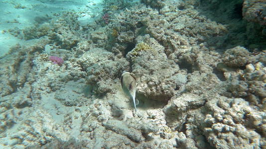 孤独的鱼在大珊瑚礁上游泳视频的预览图