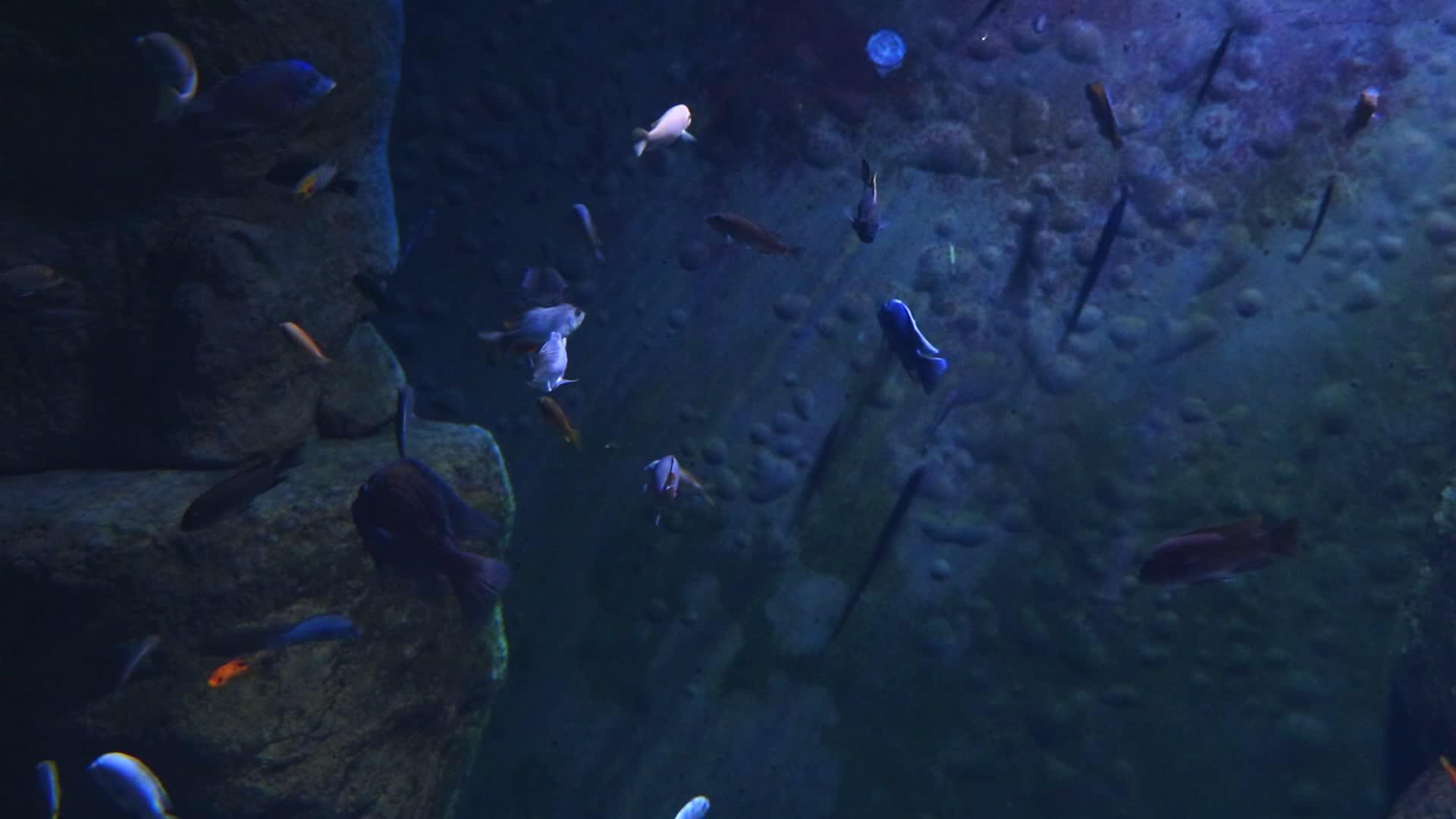各种鱼在大型水族馆游泳视频的预览图