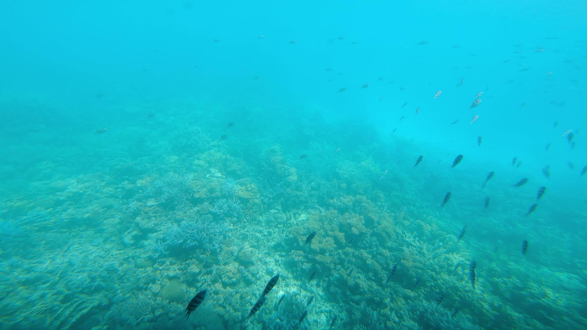 红海橙鱼水下海鱼热带鱼礁海洋五彩缤纷的水下海景软硬视频的预览图