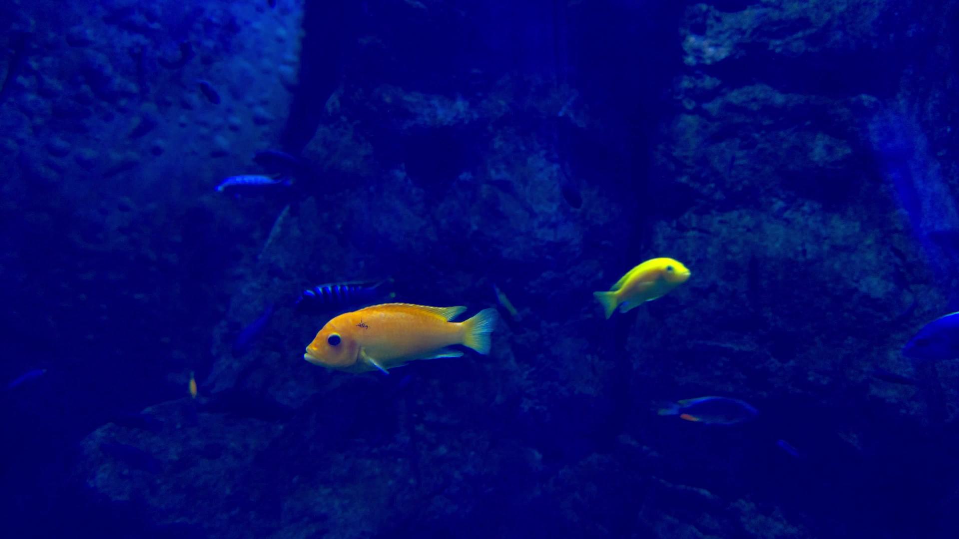 美丽的多色鱼在水族馆里游泳视频的预览图