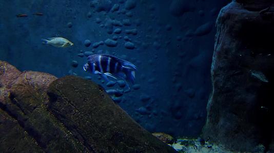 各种鱼在大型水族馆游泳视频的预览图