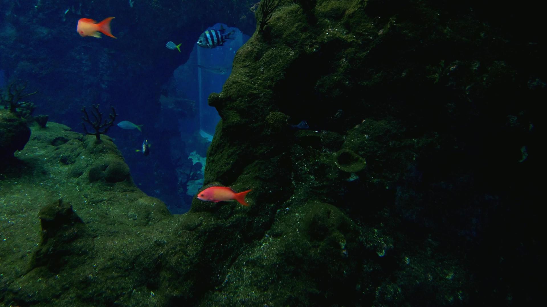 在水族馆里不同大小的五颜六色美丽的鱼在水下游泳视频的预览图