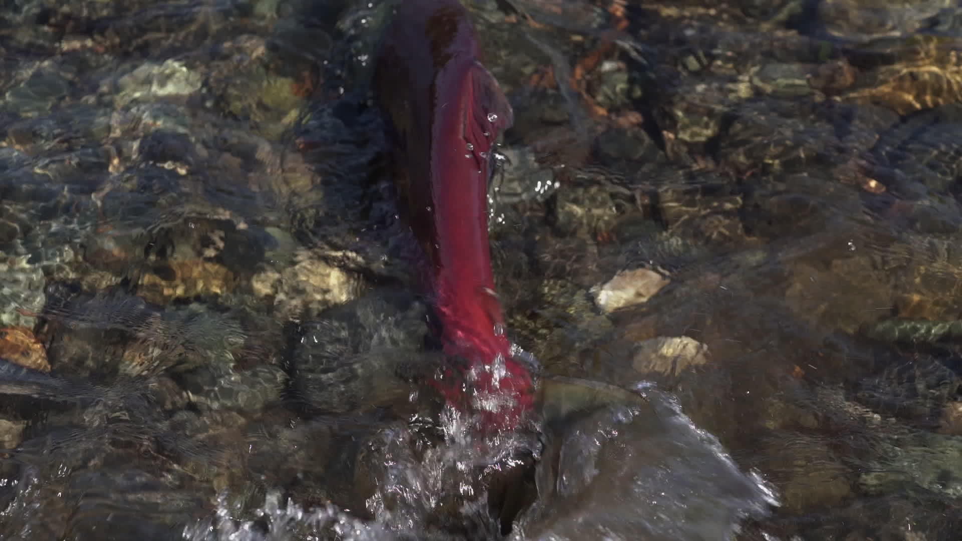 在浅水中游泳在产卵期间喷洒野生红鲑鱼和海豚视频的预览图