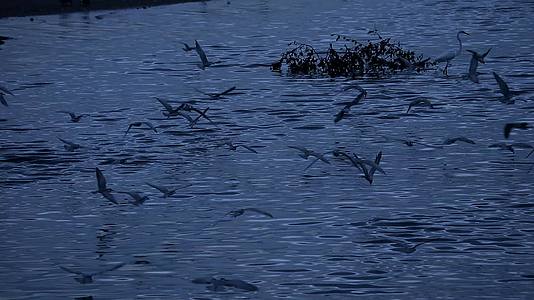 海鸥在黄昏和低潮时飞来捕捉运河水中的动物视频的预览图