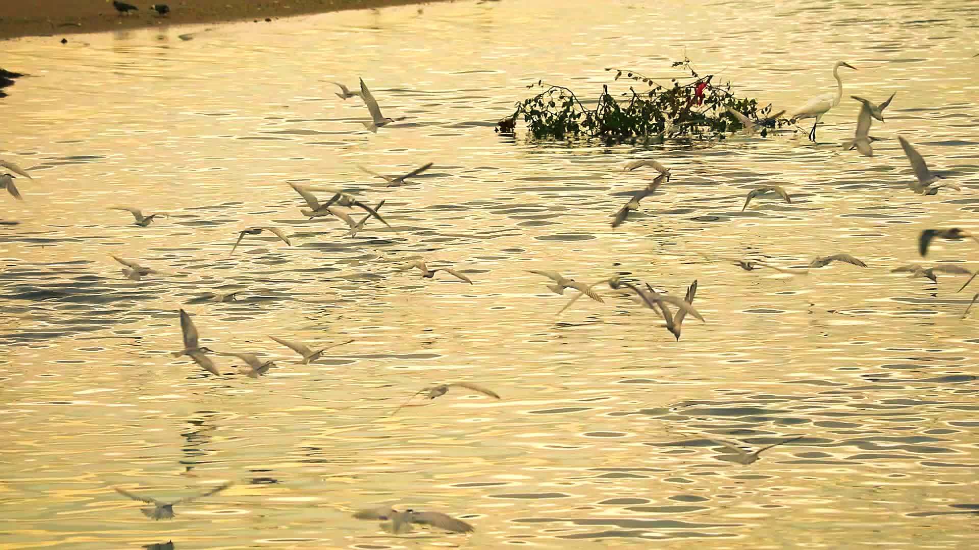 海鸥在运河水中飞行以反射低潮和日落视频的预览图