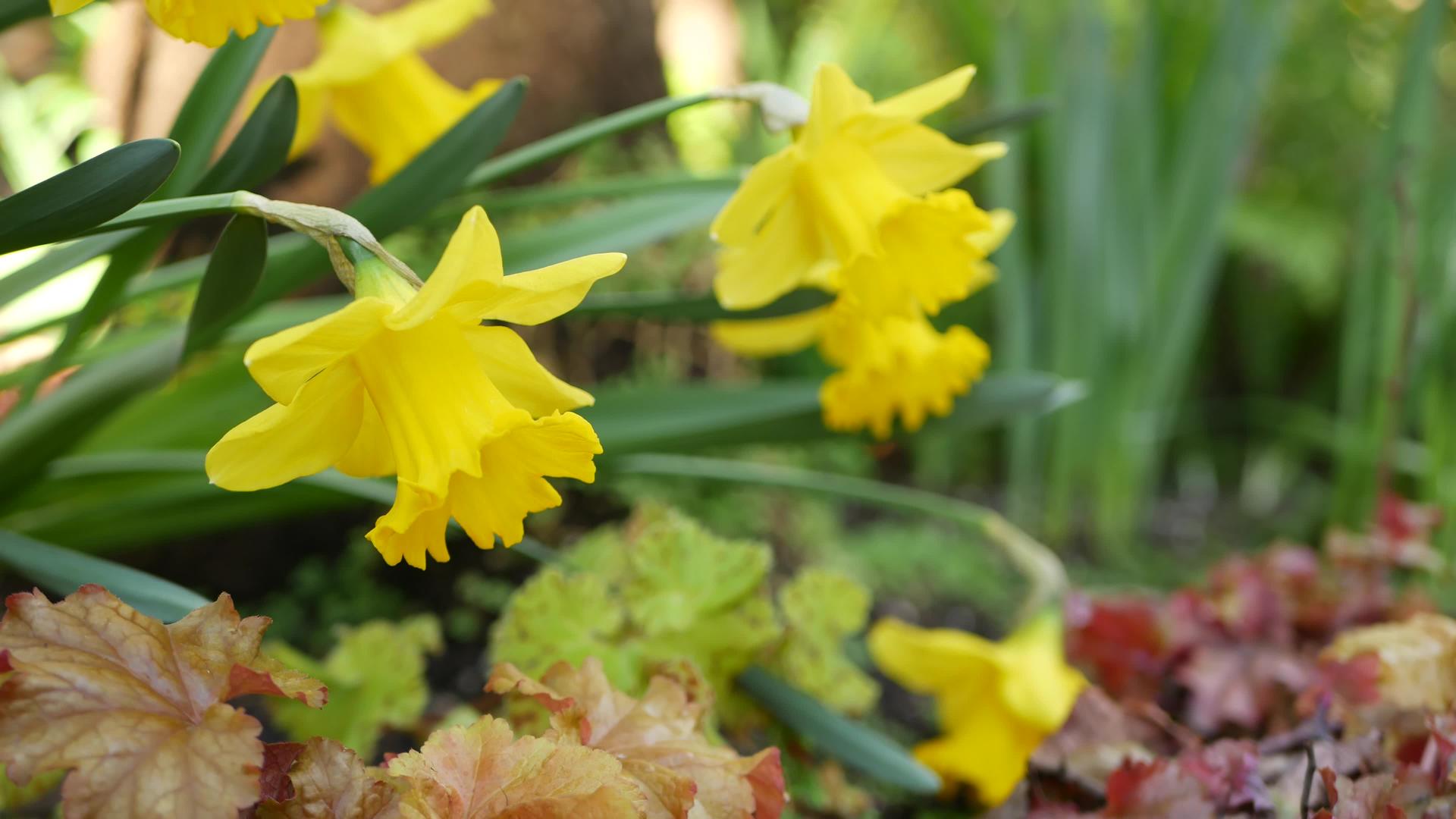 黄色水仙花在加利福尼亚州水仙花在春天视频的预览图