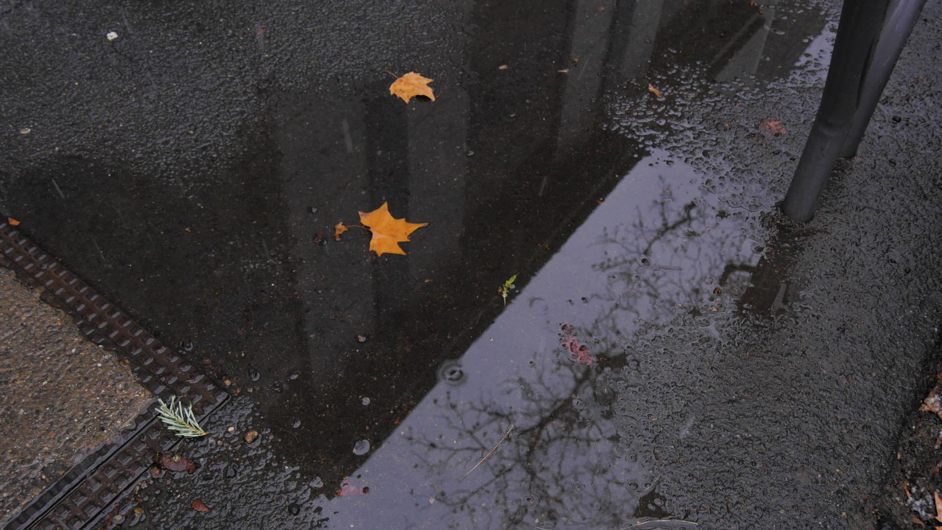秋叶的街道水坑视频的预览图