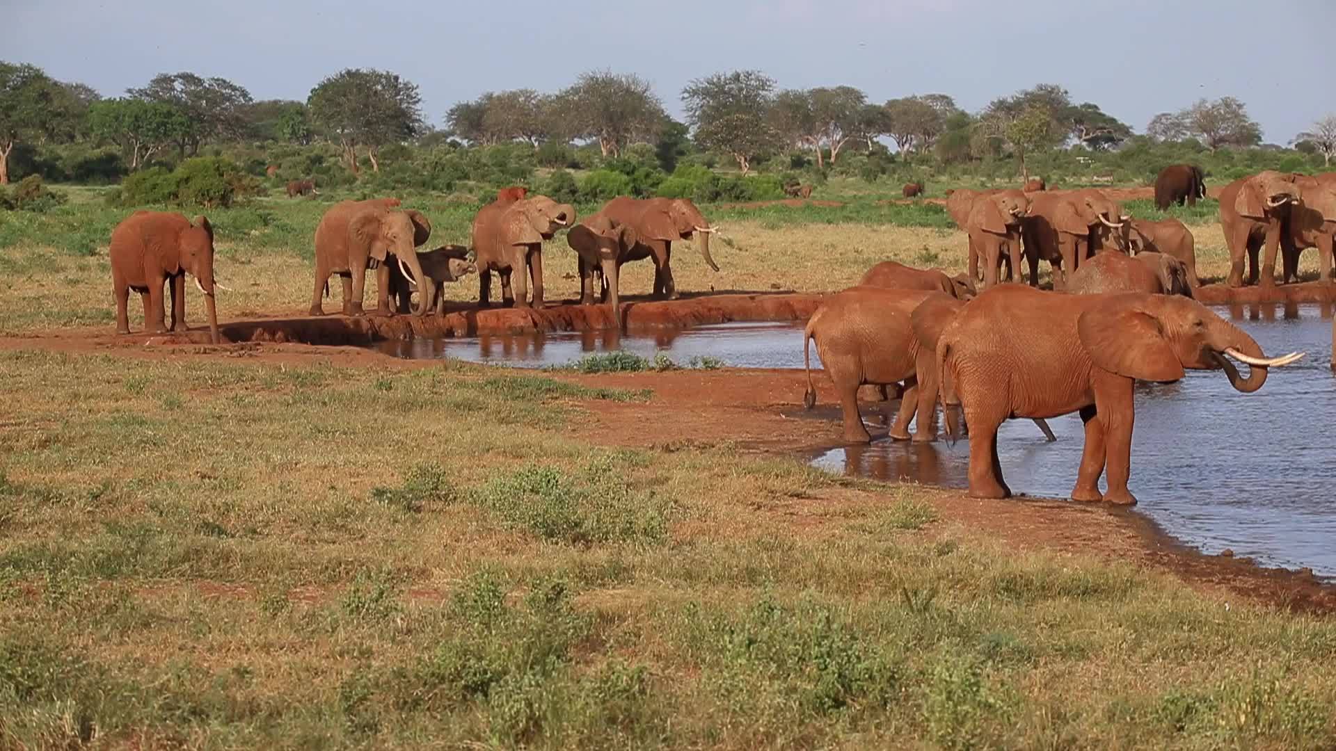 肯亚的水坑上有许多红象视频的预览图