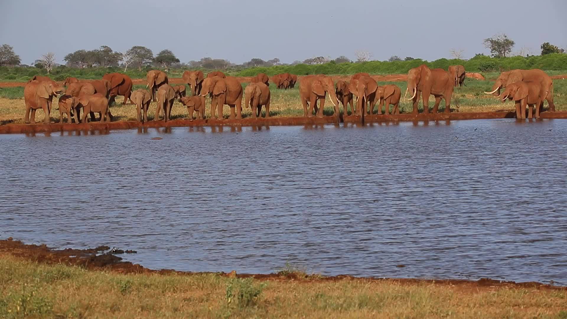 肯亚的水坑上有许多红象视频的预览图