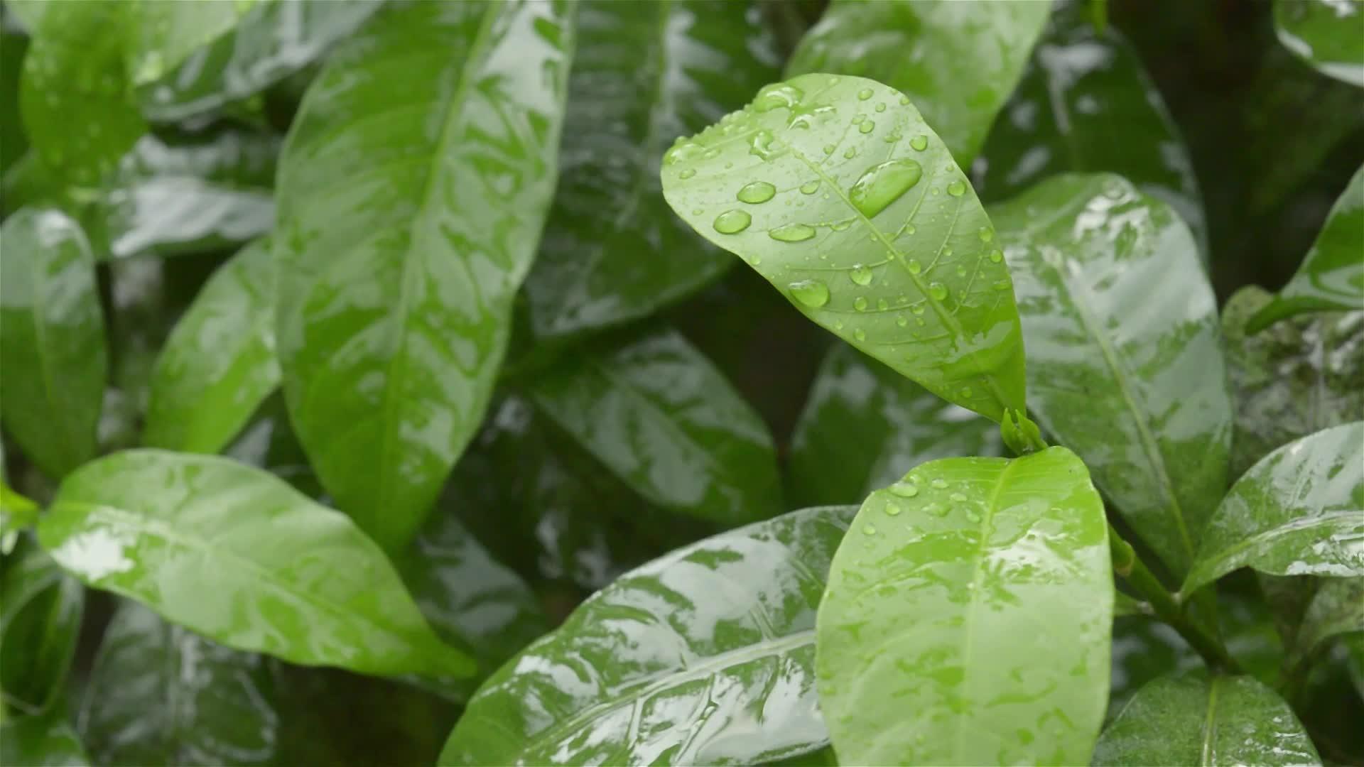 关闭绿色绉纱茉莉花树叶子上的雨滴夏天的雨滴视频的预览图