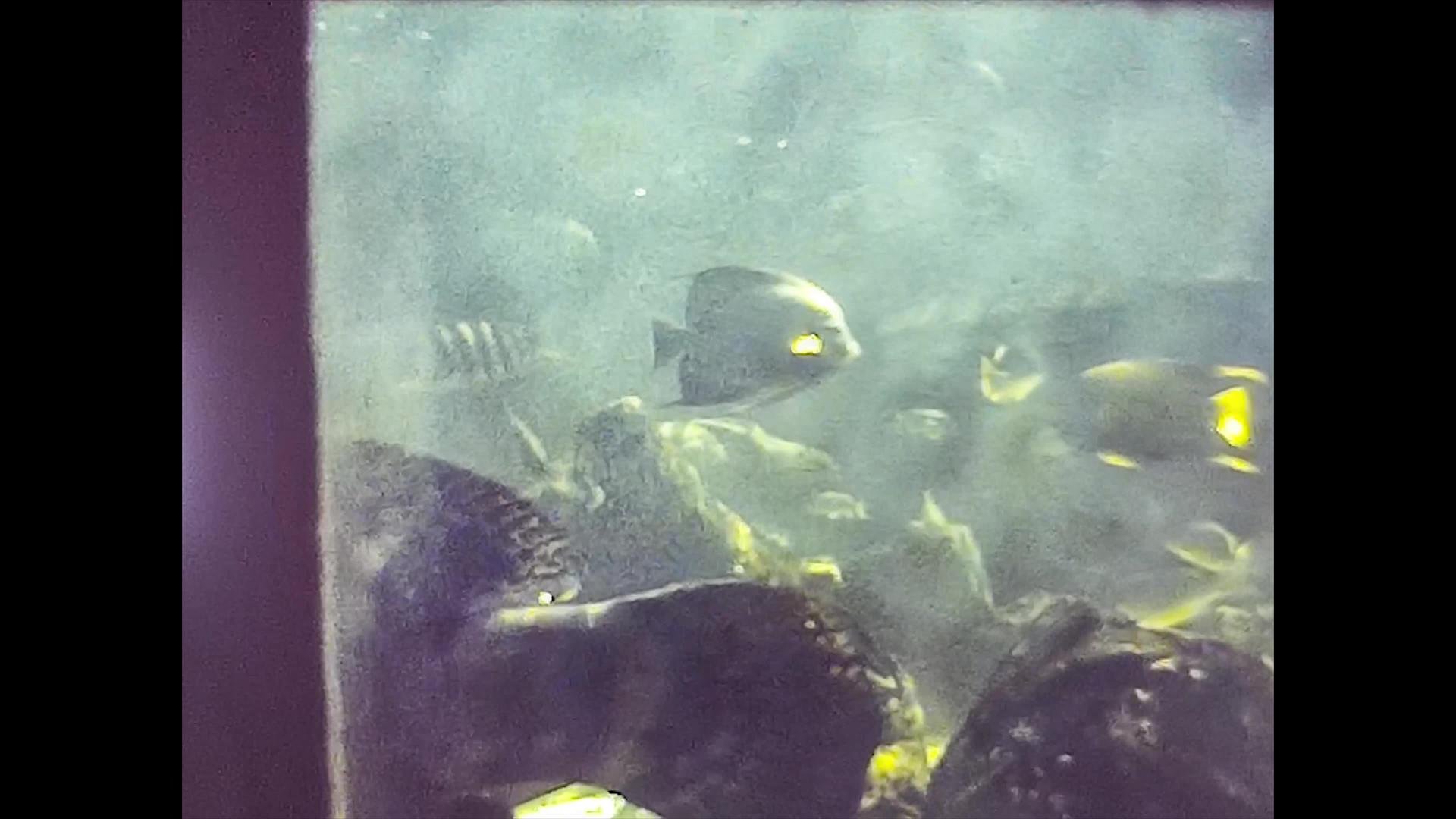 1980年迈阿密有外来鱼的水族馆视频的预览图