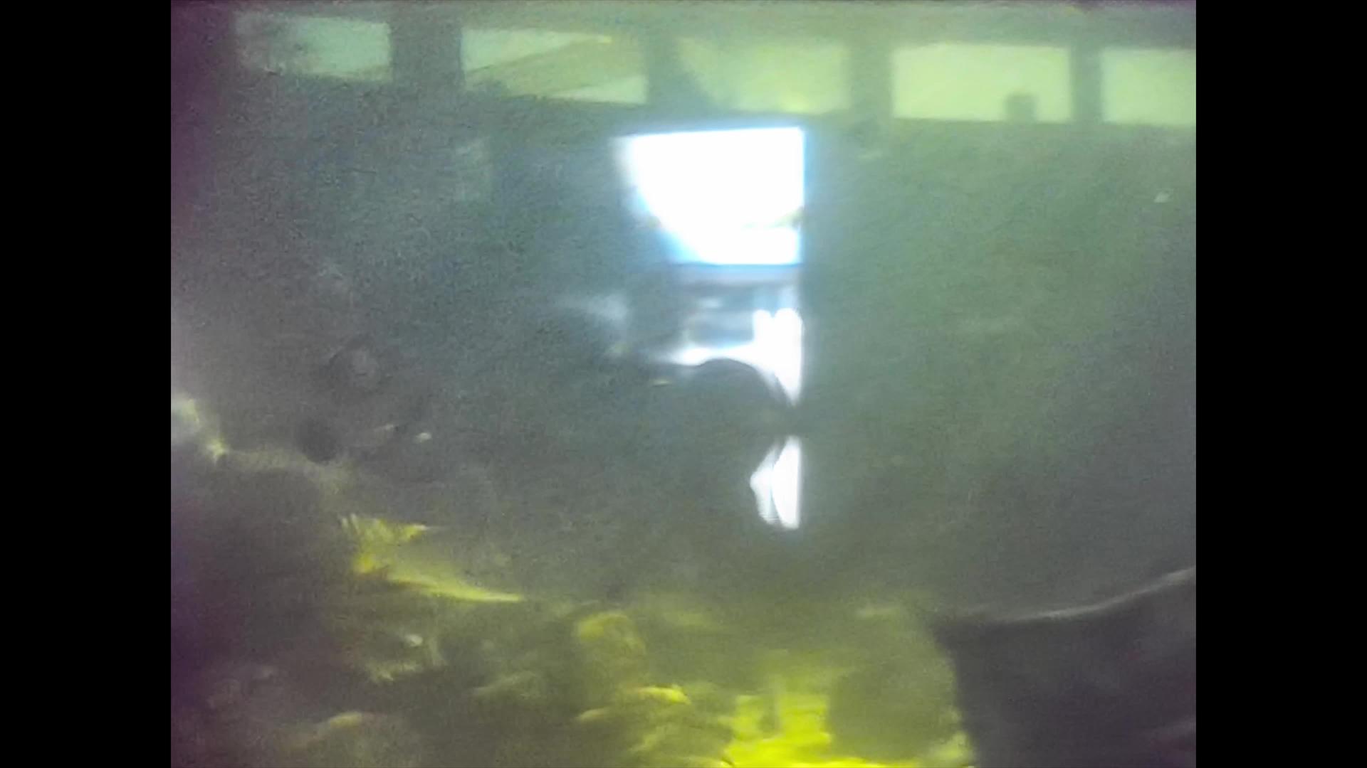 1980年迈阿密有外来鱼的水族馆3视频的预览图