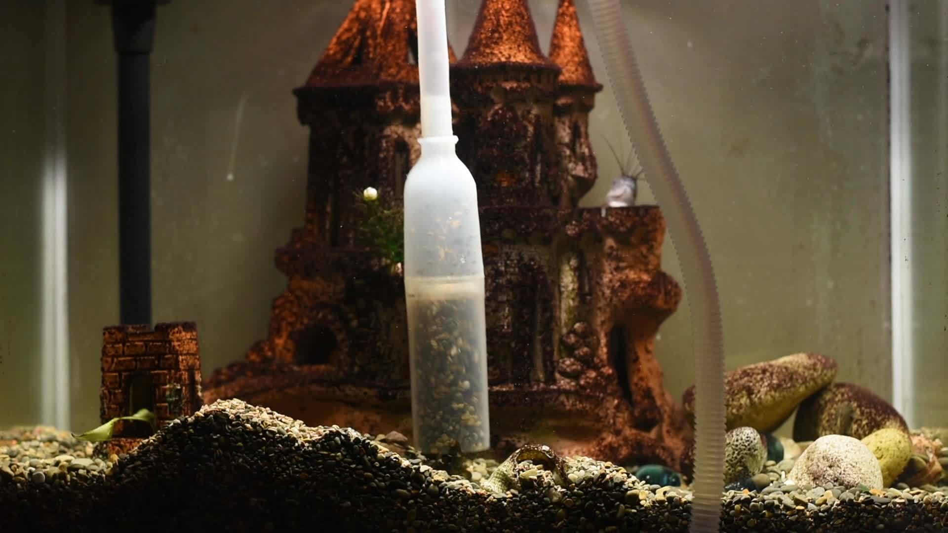 水族馆护理用吸水池清洁土壤视频的预览图
