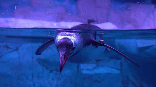 在Bangkok大型水族馆海洋动物视频的预览图