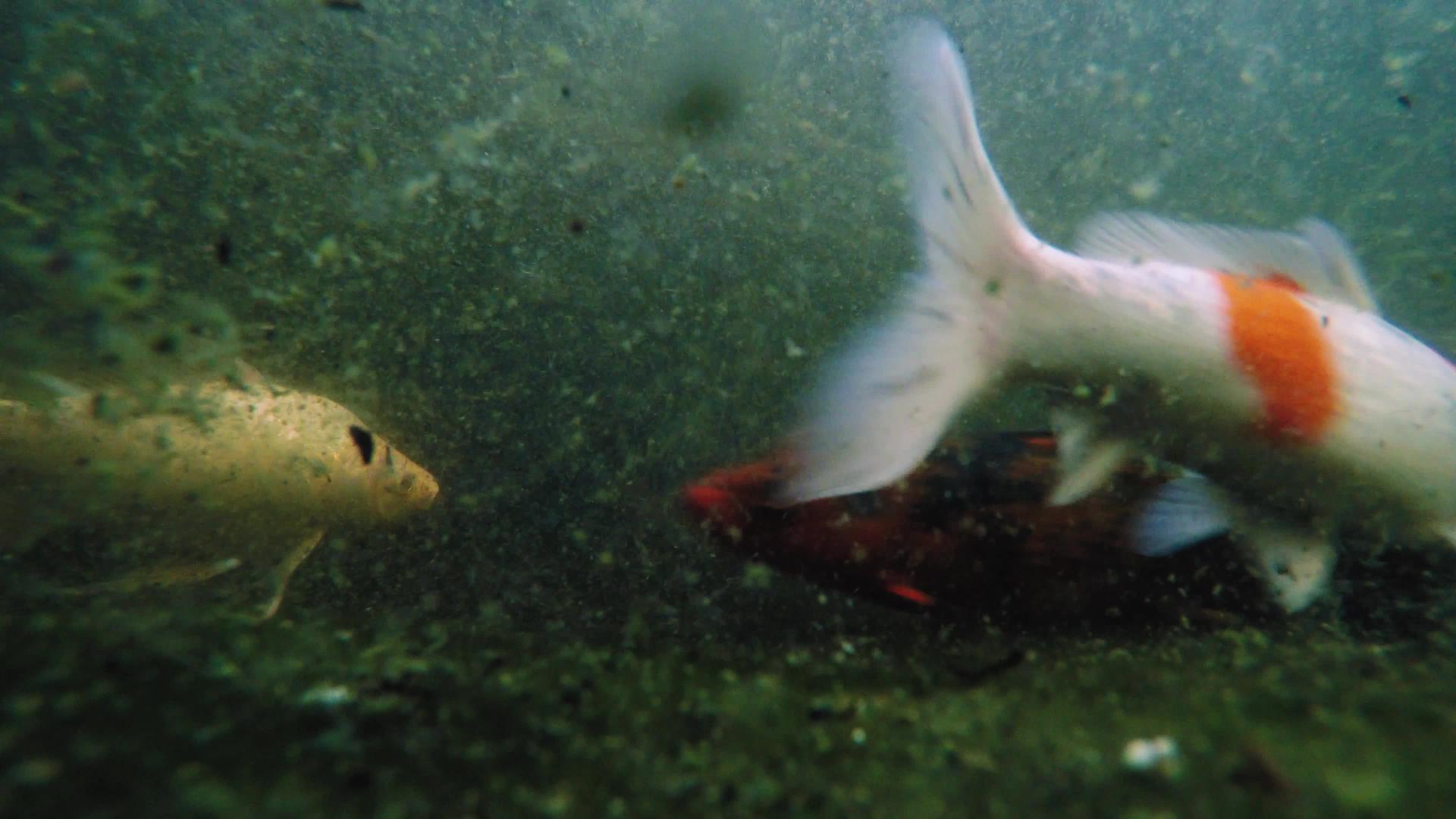 许多科伊鱼在池塘里游泳视频的预览图