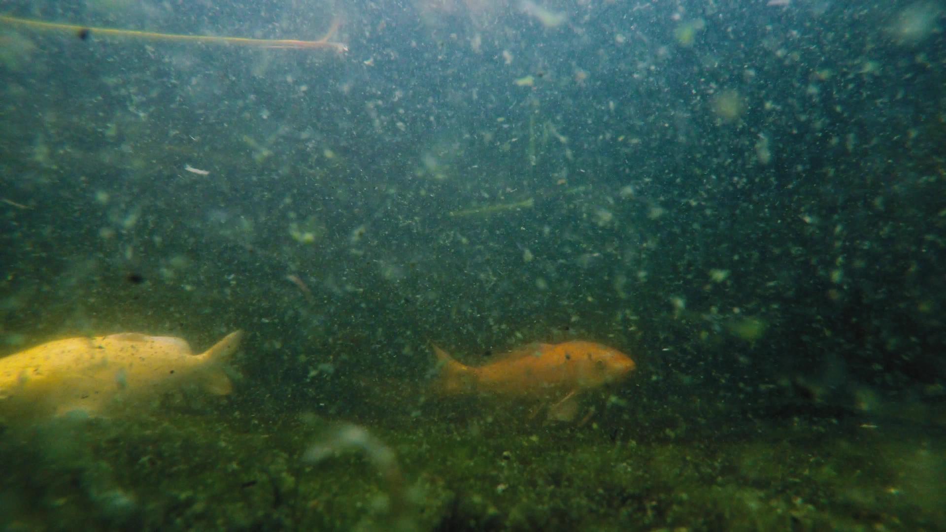 许多科伊鱼在池塘里游泳视频的预览图