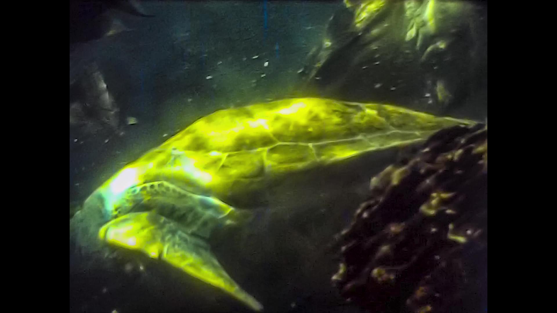 1980年迈阿密海龟水族馆馆视频的预览图