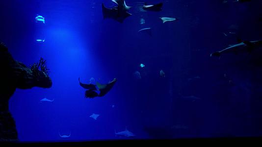 鱼苗和鲨鱼在大型水族馆里游泳视频的预览图