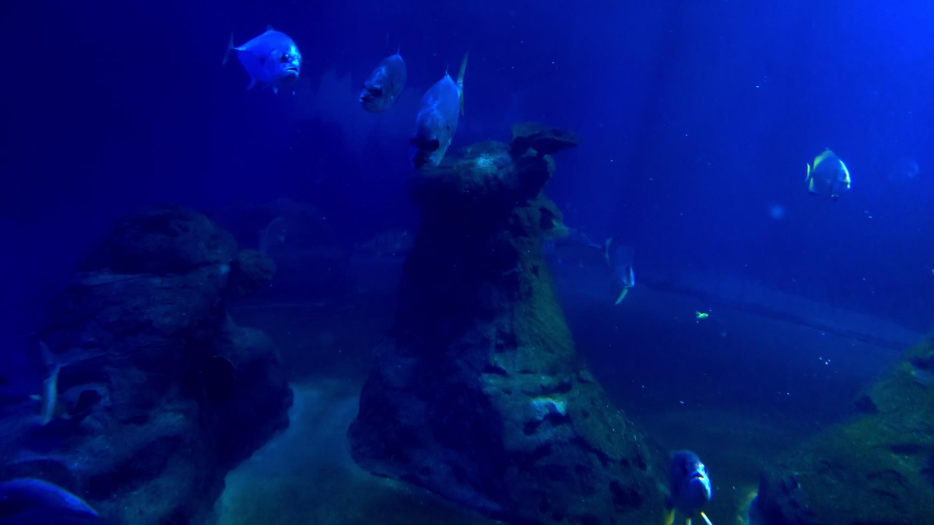 鱼在大型水族馆里慢慢地游动视频的预览图