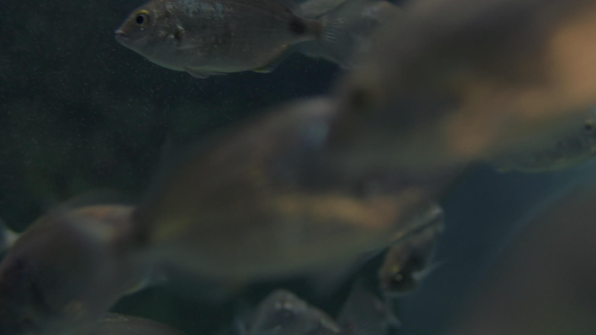 在大水族馆游泳的银鱼视频的预览图