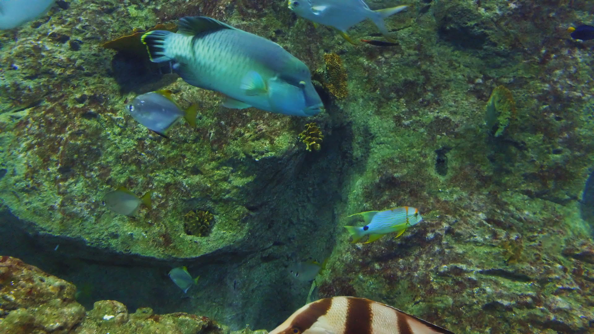 珊瑚礁和热带鱼的水下场景视频的预览图