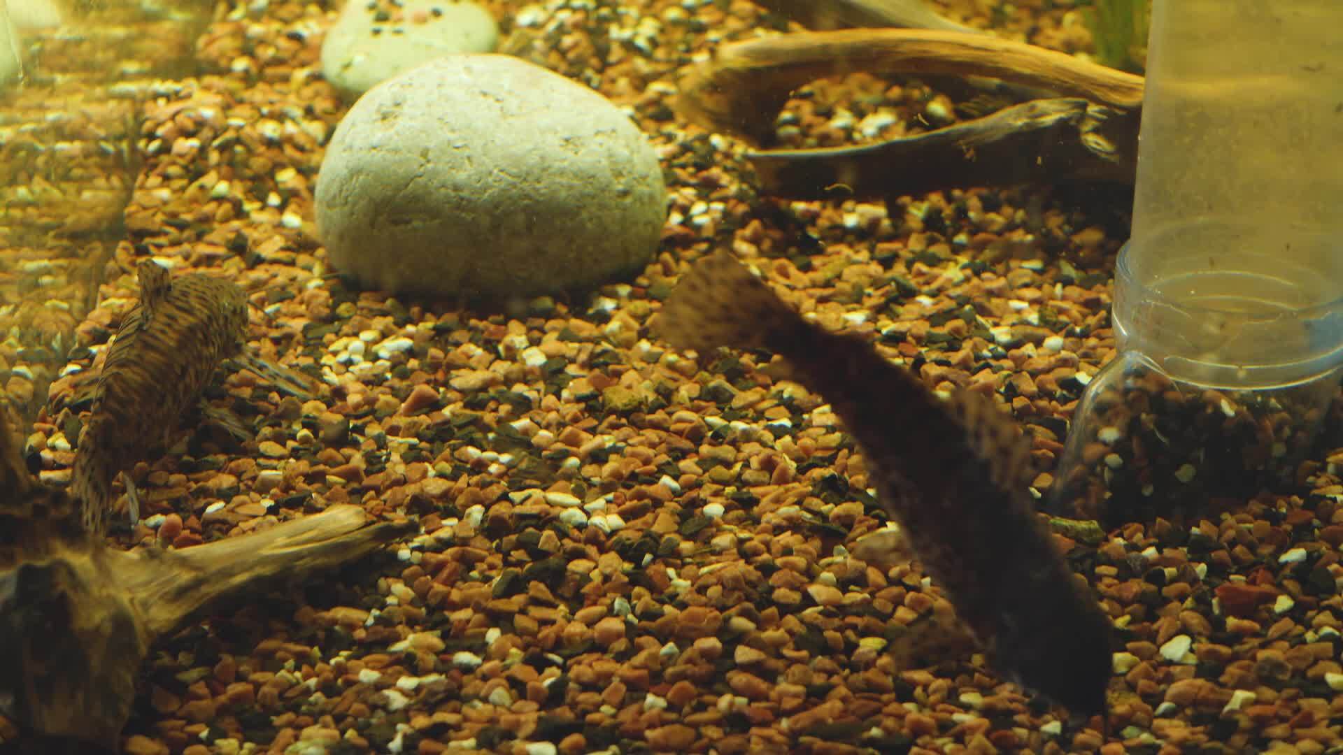 清洁家庭水族馆产生的鱼宠物背景下的淤泥视频的预览图